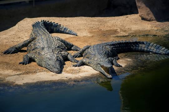 Crocoparc Agadir